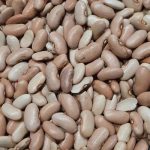 لوبیا کپسولی فله