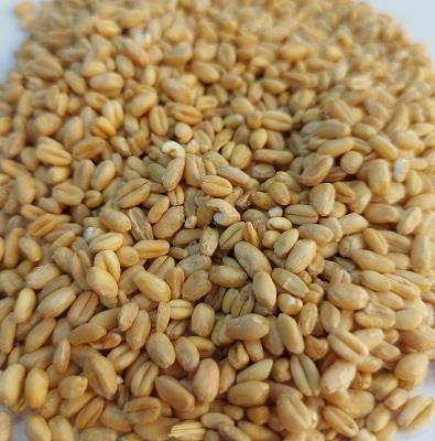 گندم حلیمی دستچین 30 کیلویی فله