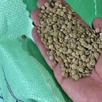 عدس 25ک کانادایی یایلا فله
